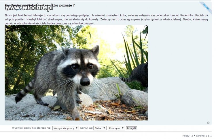 "Znalazłem kotka - ktoś poznaje?"