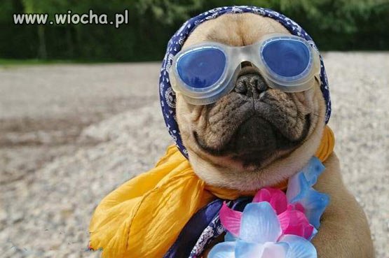 Genderdog