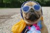 Genderdog