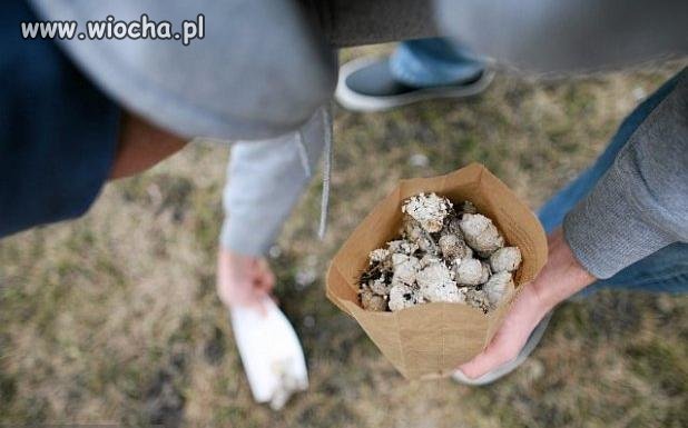 W Niemczech zbieram psie kupy 1300 euro na miesiąc