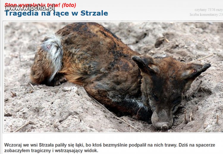 Za bezmyślność ludzką powinni karać.