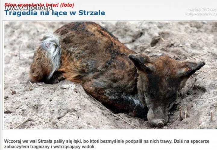Za bezmyślność ludzką powinni karać.
