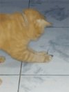 Cwana mysz