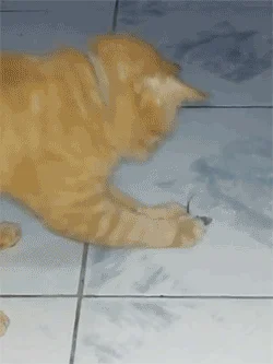 Cwana mysz