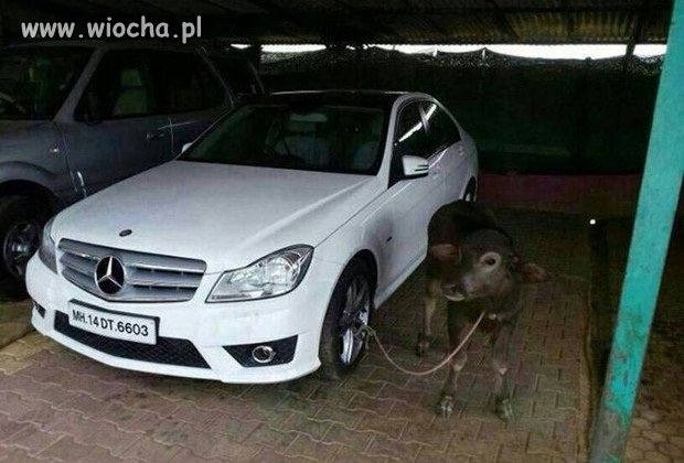 Koleżanka pilnuje auta arabusowi