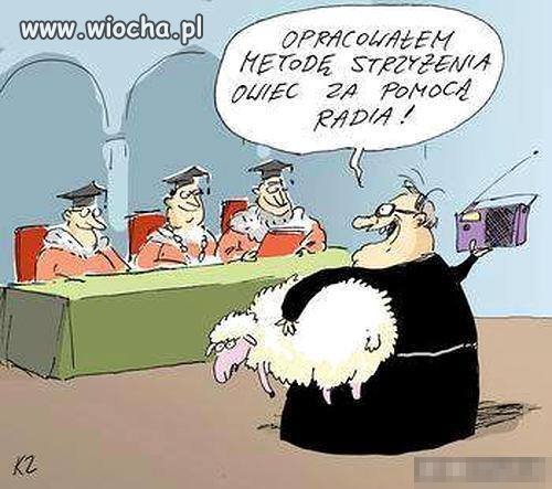Drugi strzyże barany za 