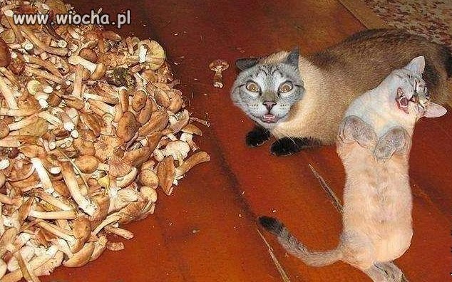 Kotki po grzybkach.