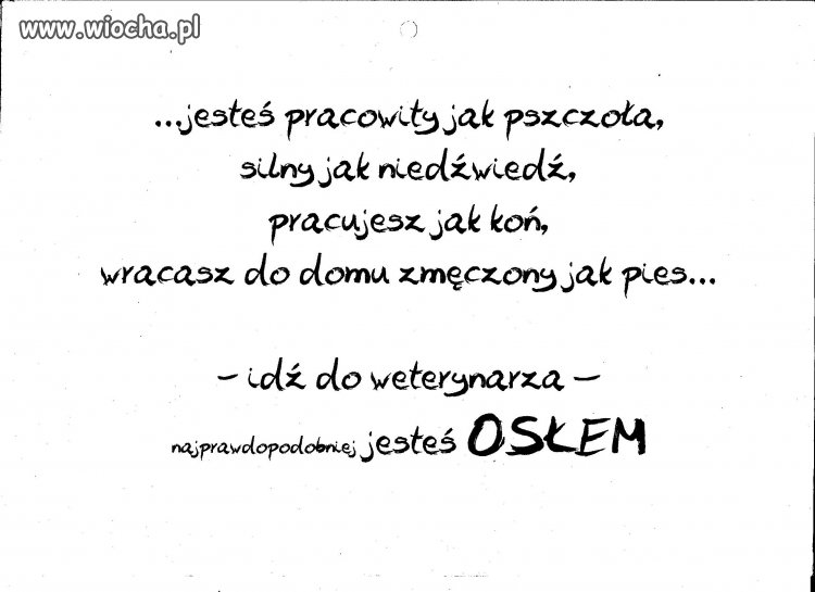 Pozdrowienia od weterynarza