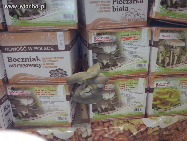 Tesco w Rydułtowach