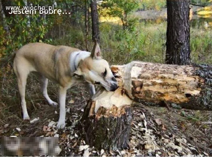 Nowy gatunek psów 
