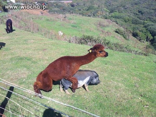 Lama+Świnka=?