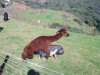Lama+Świnka=?