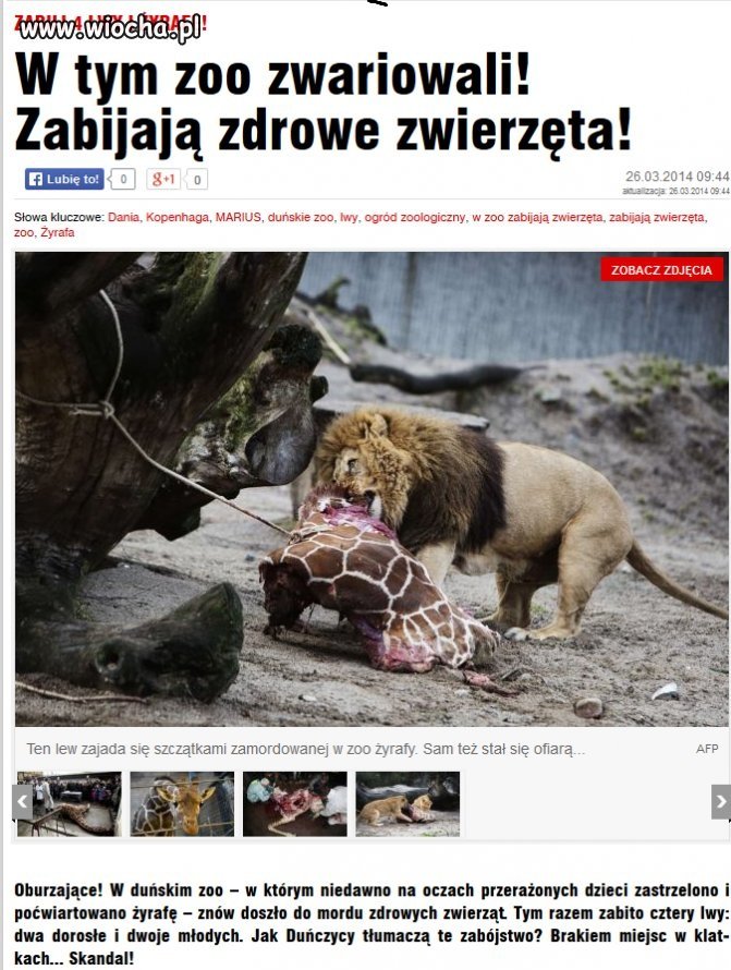 Ciąg dalszy horroru w duńskim zoo