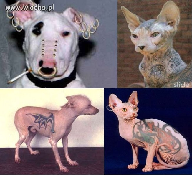 Tatuowanie i kolczykowanie zwierzaków