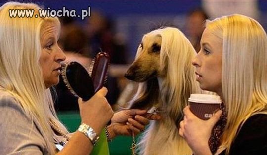 Ciekawe która się dłużej czesze