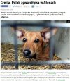 Nasz rodak zgwałcił psa. Tłum go prawie zlinczował
