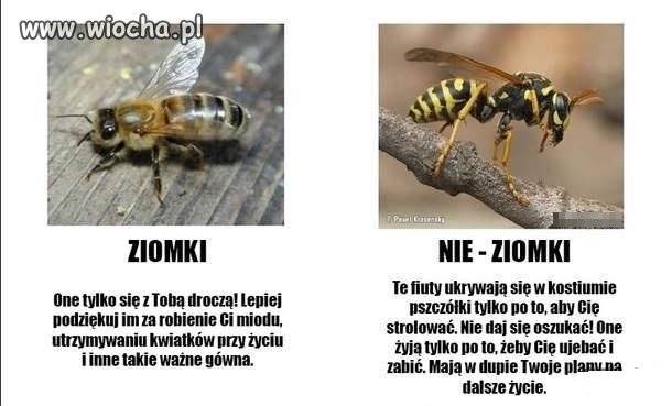 Zmora sezonu