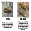 Zmora sezonu