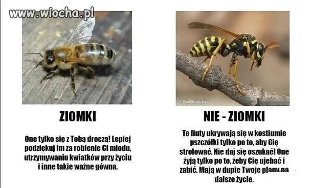 Zmora sezonu