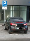 Kudłaci mogą wszystko