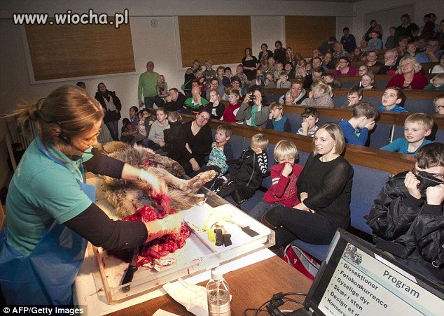 Sekcja zwłok wilka dla dzieci