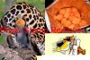I już wiesz skąd biorą się cheetosy