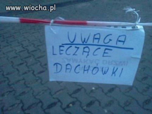 Dachówki, które leczą.
