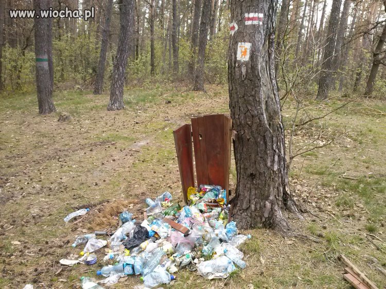 Po co normalnie spacerować po lesie?
