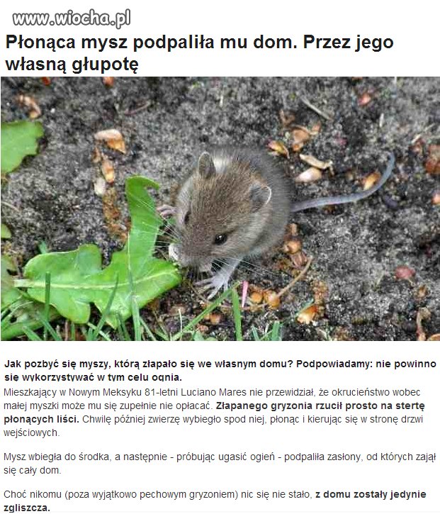 Wredna mysz!!!
