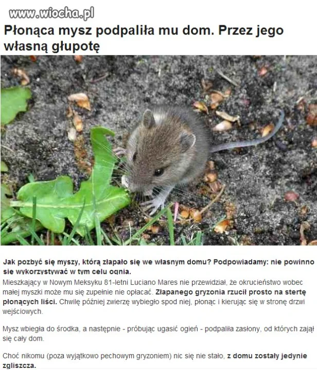 Wredna mysz!!!
