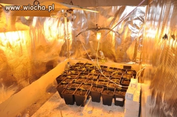 Na raka palił marihuanę. Wpadł, grozi mu 15 lat więzienia