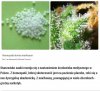 Homeopatia nie leczy, za to marihuana - tak.