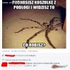Co robisz?