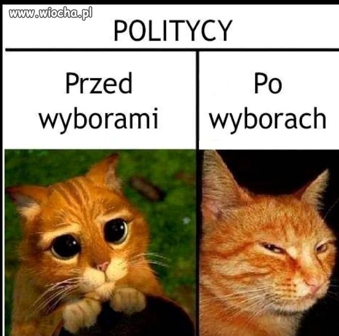 Politycy 