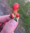 Truskaweczka
