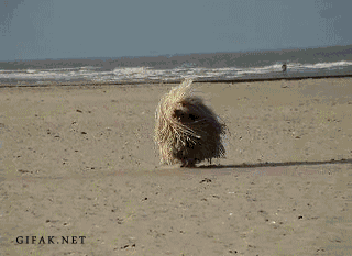 Biegający mop 