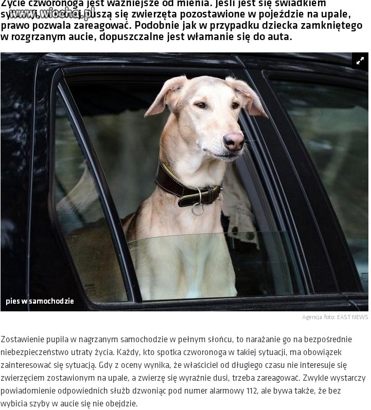 Do wszystkich debili zostawaiających zamknięte psy