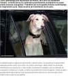 Do wszystkich debili zostawaiających zamknięte psy