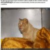 Lublin: Postrzelił i podpalił kota.