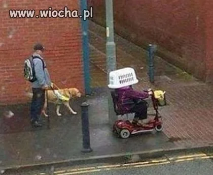 Pada deszczyk pada 