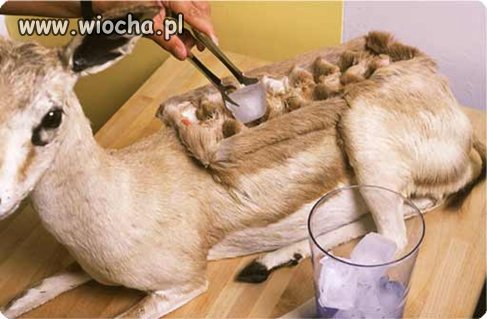 Podobno o gustach się nie dyskutuje