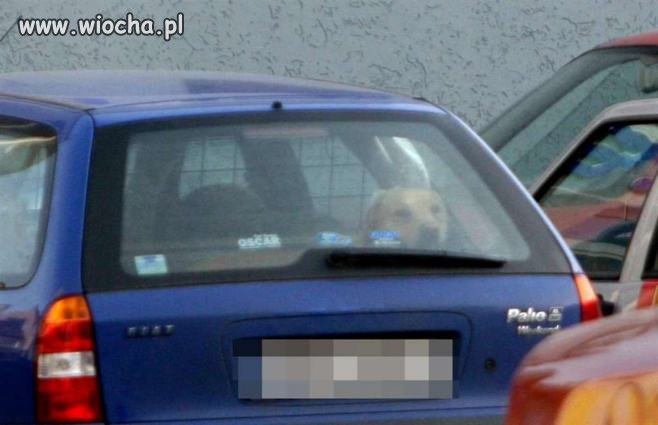 Pies zamknięty w rozgrzanym samochodzie na parkingu