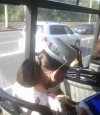 "siedzi w autobusie pani z garnkiem na głowie..."