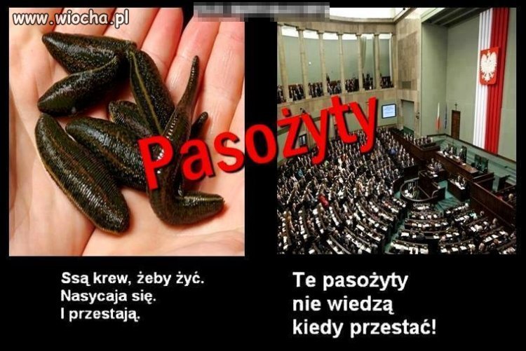 Pasożyty...