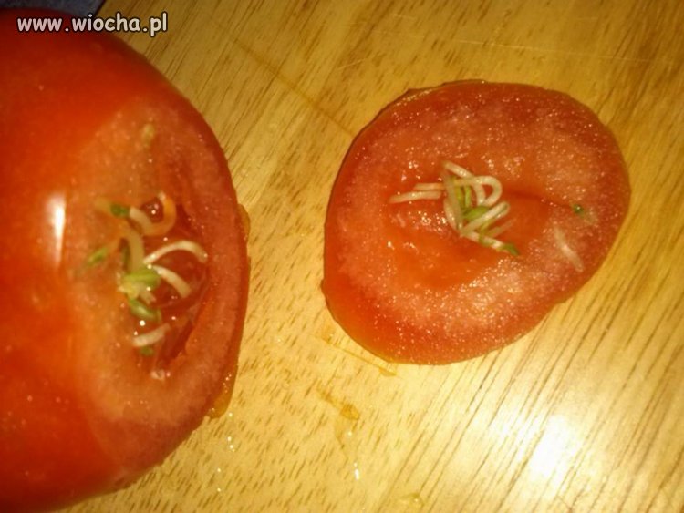 Pomidor ze sklepu spożywczego z niespodzianką ...