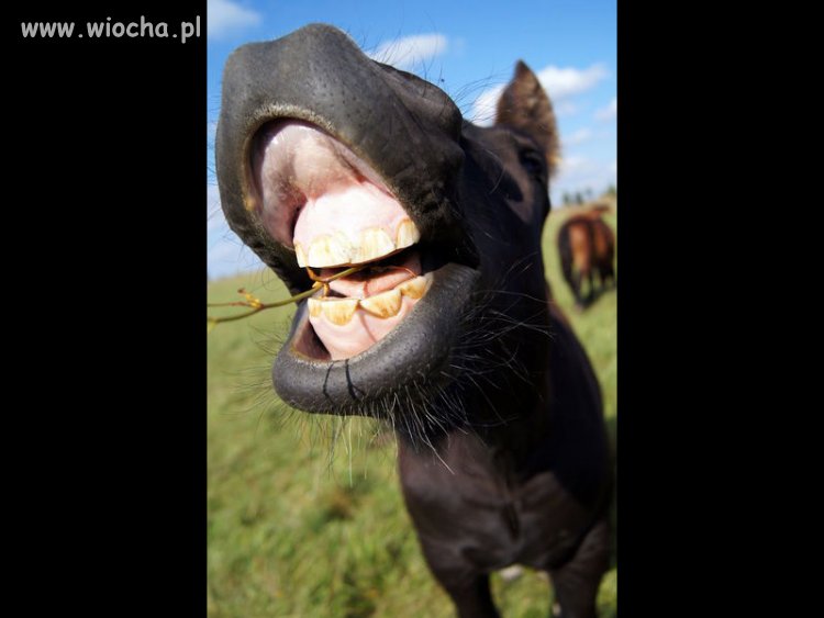 PO wyborach