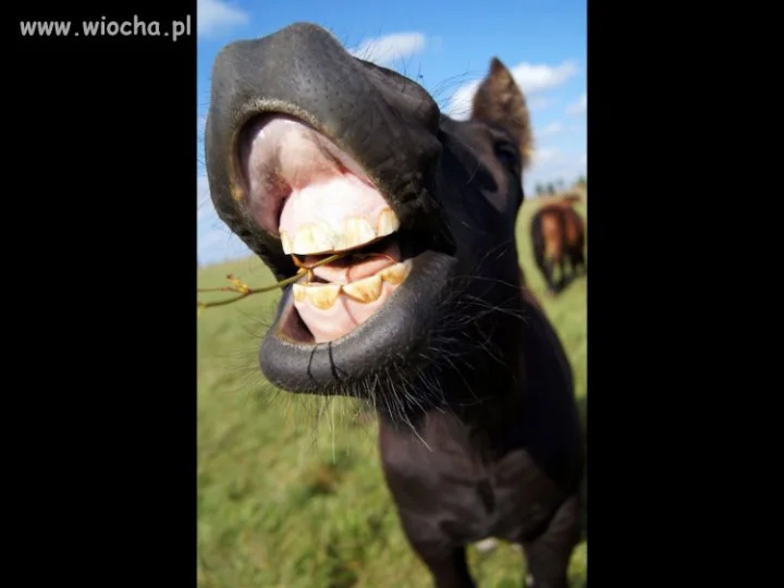 PO wyborach