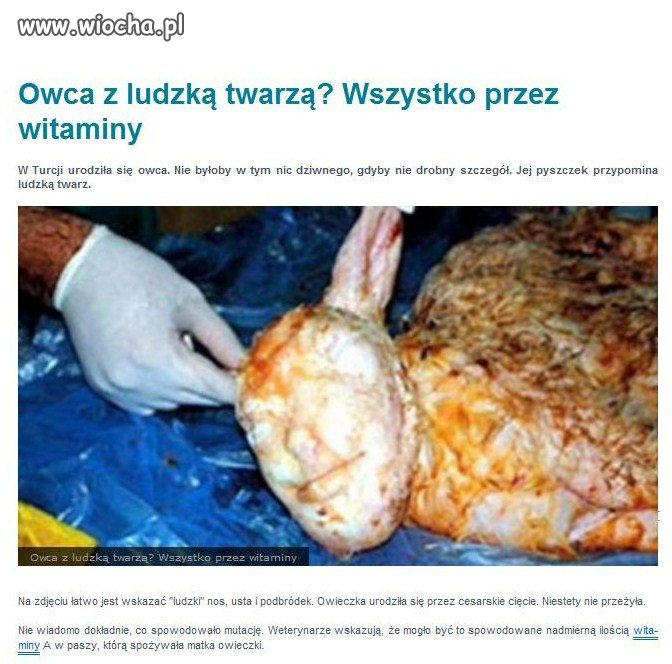 Obywatele niektórych krajów lubią owieczki