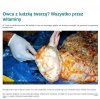 Obywatele niektórych krajów lubią owieczki
