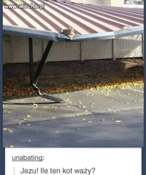 Gruby kot...